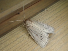 Archanara orientalis