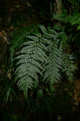 Asplenium polyphyleticum