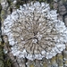 Yellow-edged Frost Lichen - Photo (c) Rytis, some rights reserved (CC BY-NC), uploaded by Rytis