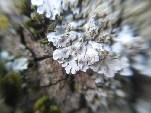 Geltonvidurė Žiauberūnė nuotrauka