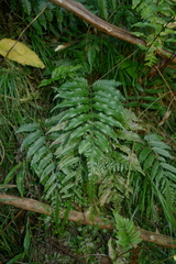 Bolbitis lonchophora