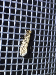 Niditinea orleansella