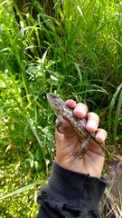 Sceloporus albiventris