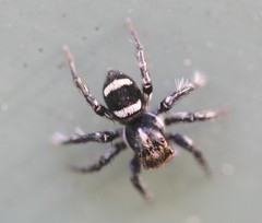 Saitis virgatus