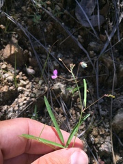 Desmodium rosei