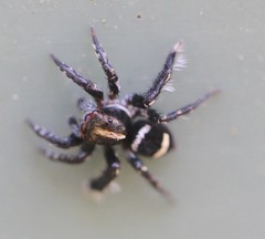 Saitis virgatus