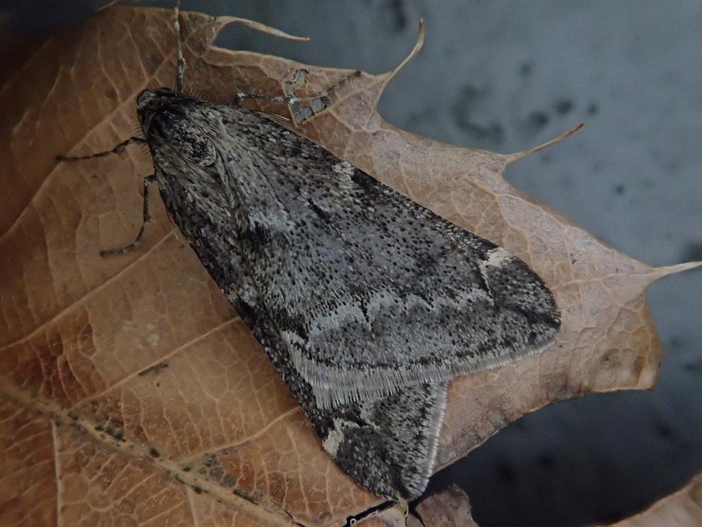 Alsophila foedata