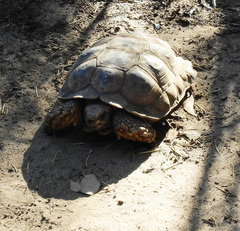 Chelonoidis chilensis