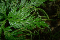 Selaginella firmuloides
