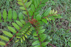 Simarouba