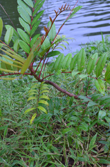 Simarouba