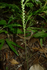 Selaginella firmuloides