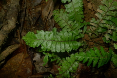 Lindsaea harveyi