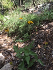 Lasianthaea podocephala