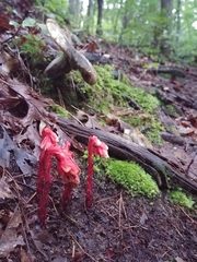 Monotropa