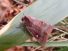 Eupsilia unipuncta