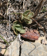 Adromischus caryophyllaceus