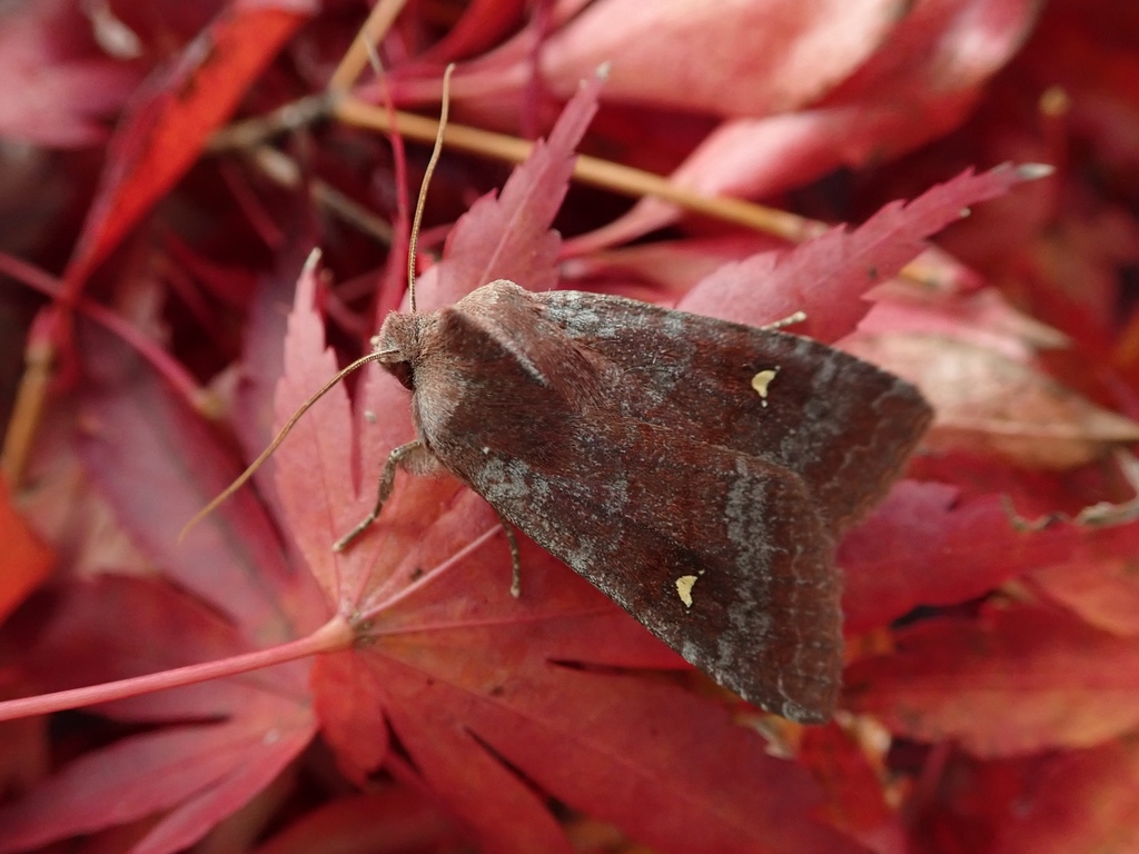 Eupsilia unipuncta