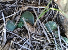 Adromischus caryophyllaceus
