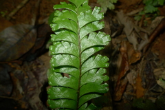Lindsaea harveyi