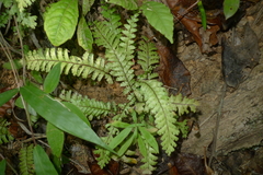 Lindsaea harveyi