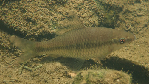 Lowland osteochilus (Osteochilus salsburyi) — Cyprinidae — 5