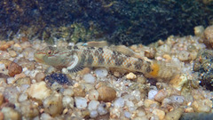 Rhinogobius leavelli