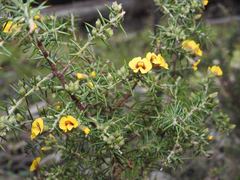 Dillwynia juniperina