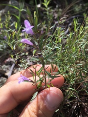 Hedeoma hyssopifolia