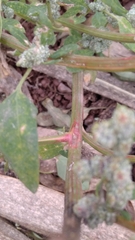 Chenopodium album pedunculare