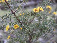 Dillwynia juniperina