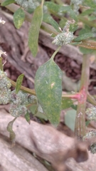 Chenopodium album pedunculare
