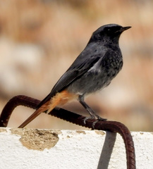 Phoenicurus ochruros