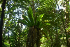 Asplenium australasicum