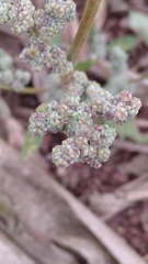 Chenopodium album pedunculare
