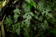 Trichomanes bipunctatum