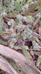 Chenopodium album pedunculare