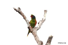 Hypocharmosyna placentis