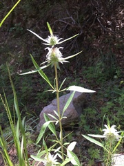 Monarda citriodora austromontana