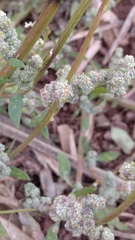 Chenopodium album pedunculare