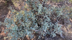 Berberis fremontii