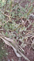 Chenopodium album pedunculare