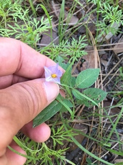 Solanum stoloniferum