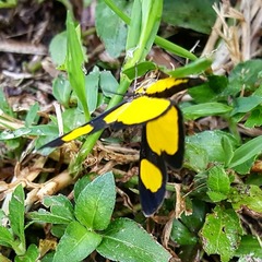 Cyllopoda jatropharia