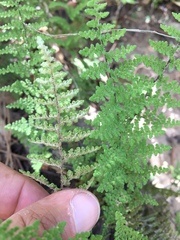 Myriopteris fendleri