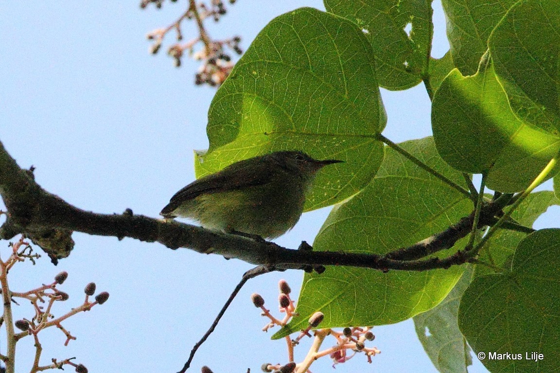 Pygmy Longbill illustration