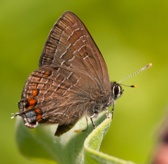 Satyrium liparops
