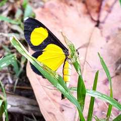 Cyllopoda jatropharia