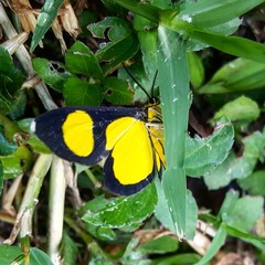 Cyllopoda jatropharia