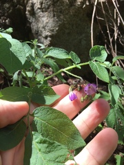 Solanum stoloniferum